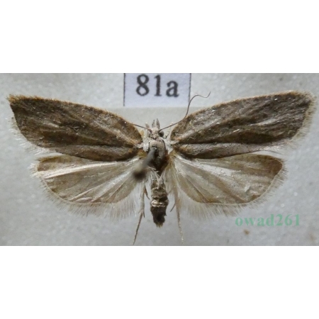 Acleris sparsana (Denis & Schiffermüller, 1775) Czech81a